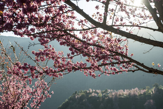 櫻花谷