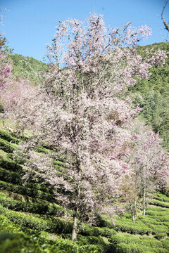 櫻花谷