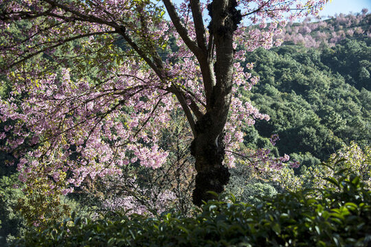 櫻花谷