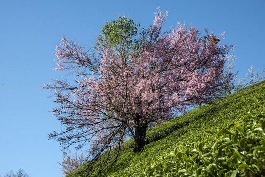 櫻花谷