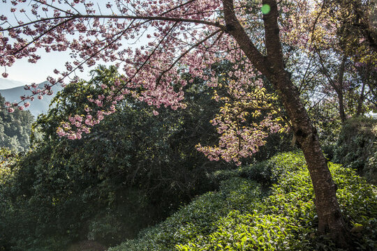 櫻花谷