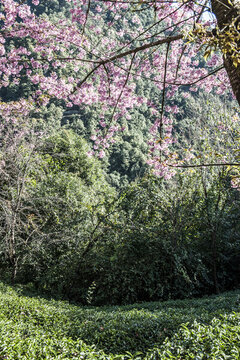 櫻花谷