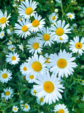 白色野生雛菊