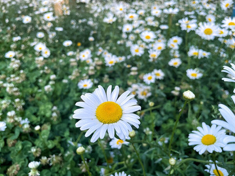 遍地的白色雛菊