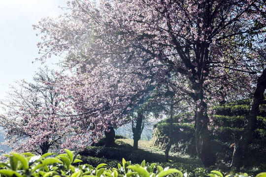櫻花谷