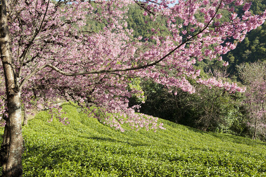 櫻花谷