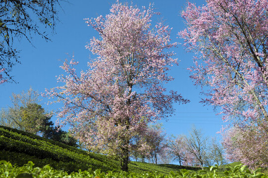櫻花谷