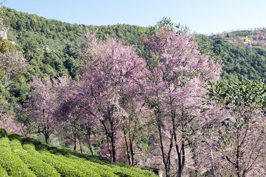 櫻花谷