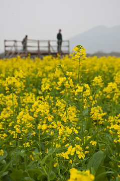 油菜花