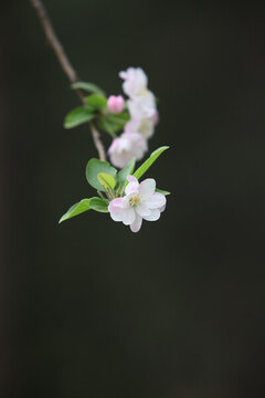 櫻花