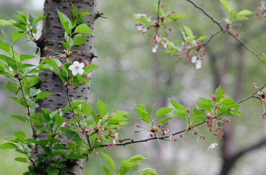 櫻花