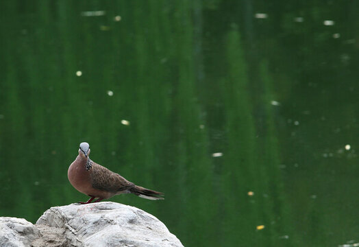 斑鳩