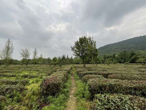茶園茶山