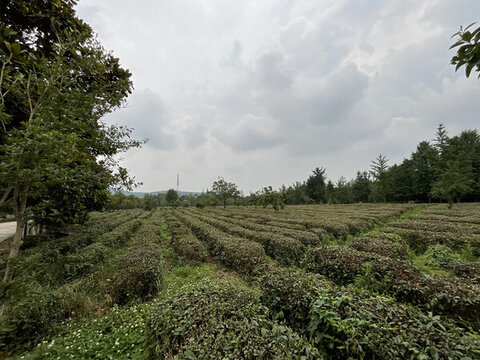 茶園茶山