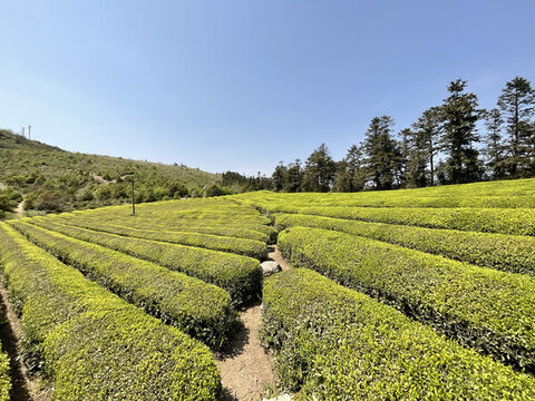 茶園茶山