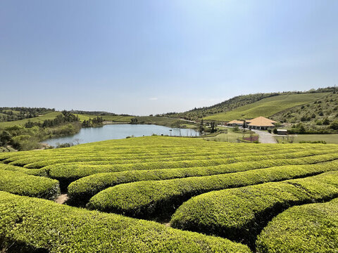茶園茶山
