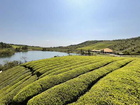 茶園茶山