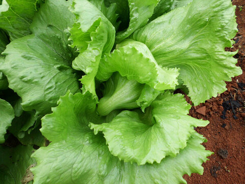 農(nóng)家菜生菜