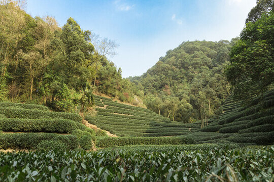 杭州九溪茶園