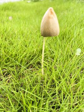野蘑菇