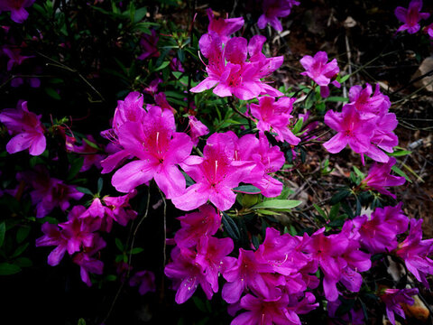 杜鵑花