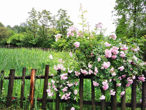 薔薇花開