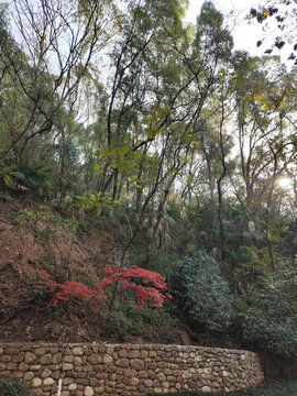 綠色生態(tài)公園