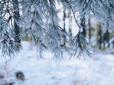 冰雪中下垂的樹枝特寫