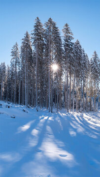 陽光穿過冰雪覆蓋的樹林