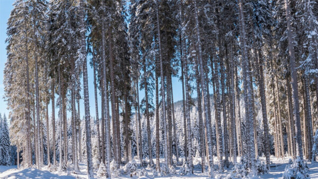 冰天雪地中的樹林