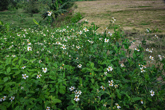 田邊的野花