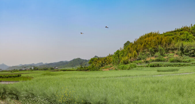 績(jī)溪仁里村田園風(fēng)光