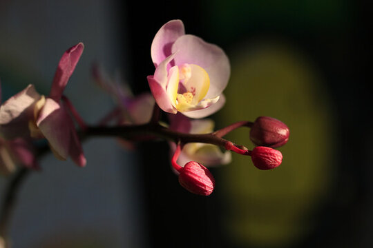 蘭花