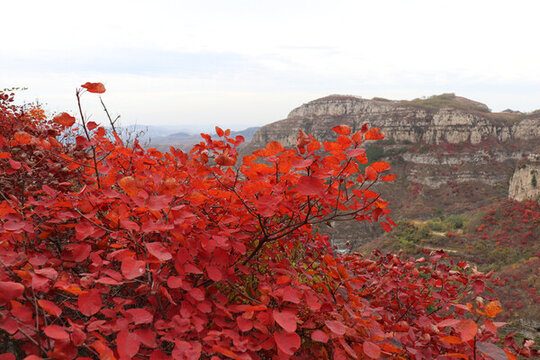 紅葉高山