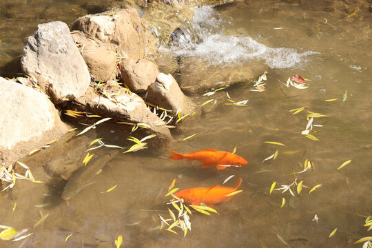 紅鯉魚與黑鯉魚