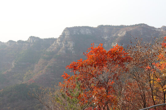 紅葉山谷