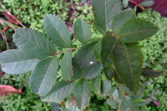 月季花的奇數(shù)羽狀復(fù)葉葉