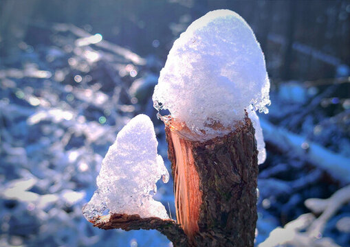 樹枝上的冰雪