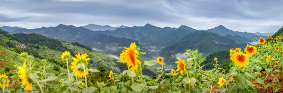歙縣石潭高山向日葵