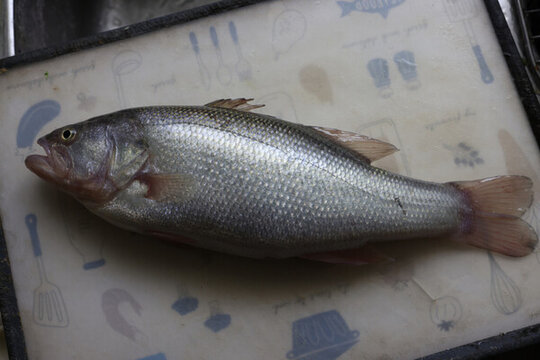 鱸魚