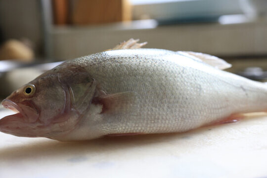 鱸魚食材