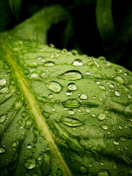 綠葉雨珠