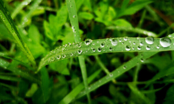 小草雨滴