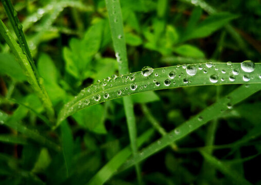 草叶上的雨滴