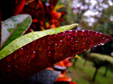 葉片雨滴