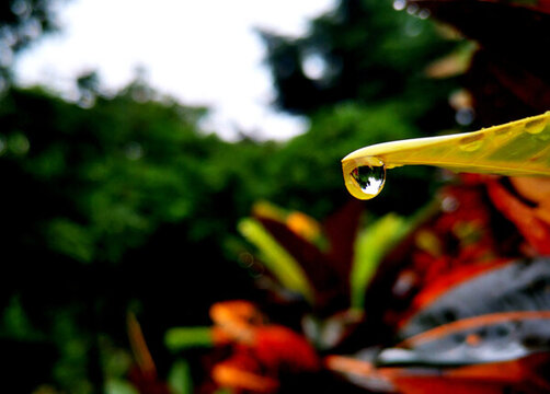 樹(shù)葉雨滴