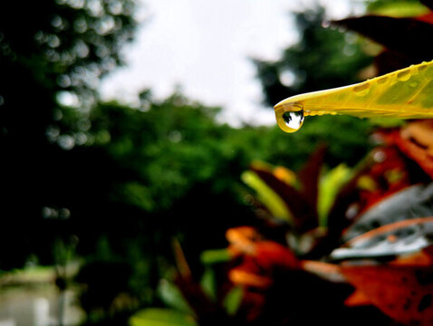 葉片雨滴