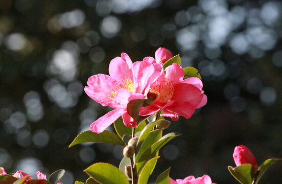 茶梅花