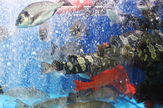 魚缸