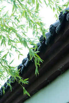 屋檐綠植